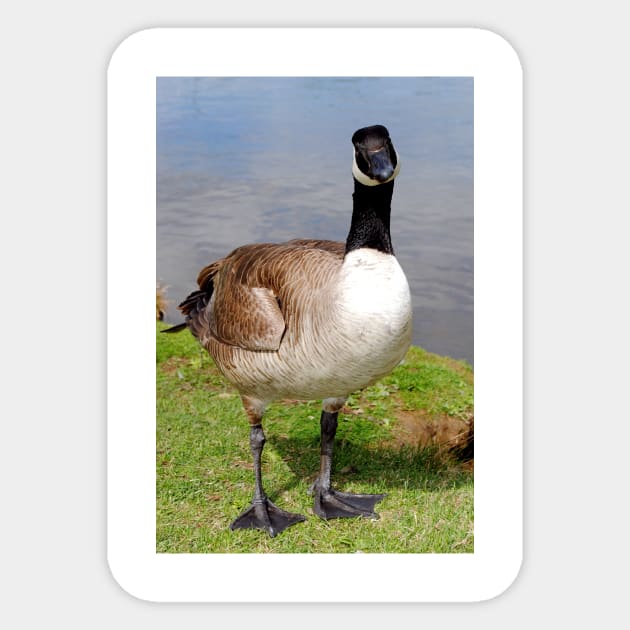 Canada Goose Canadian Geese Wild Bird Sticker by AndyEvansPhotos